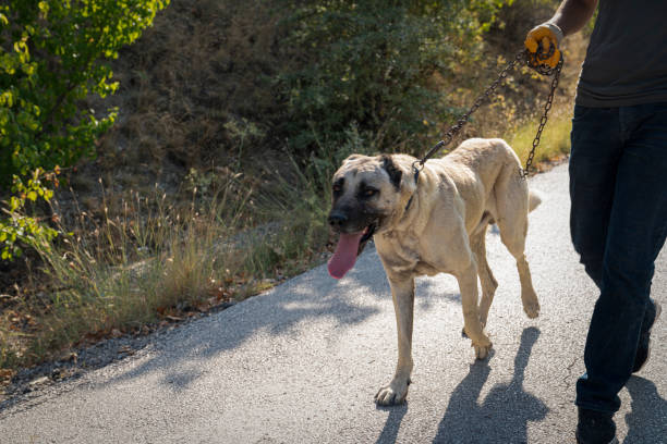 Man walk with Anatolian shepherd dog (Sivas kangal kopek, kopegi) Man walk with Anatolian shepherd dog (Sivas kangal kopek, kopegi) kangal dog stock pictures, royalty-free photos & images