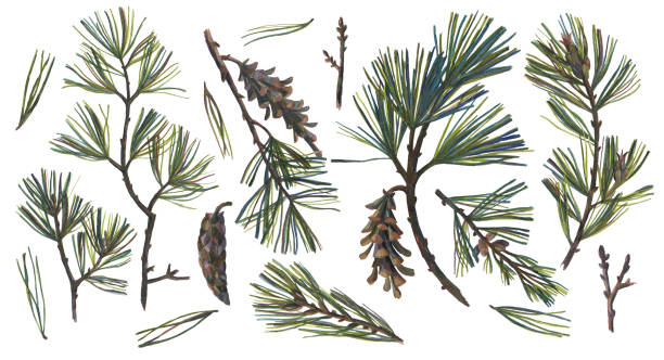 цветочный набор с сосновыми ветвями - pencil pine stock illustrations