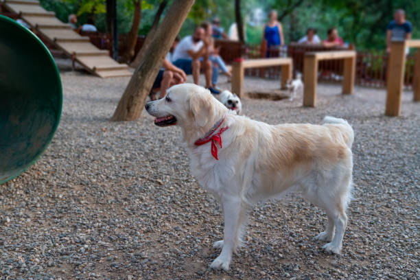 One dog in a dog playground
