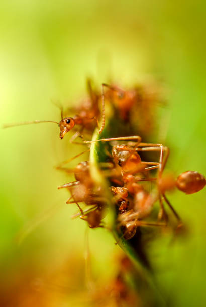 Ants in an anthill in the forest