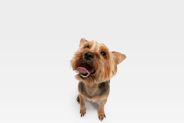 istock Studio shot of yorkshire terrier dog isolated on white studio background 1208334350