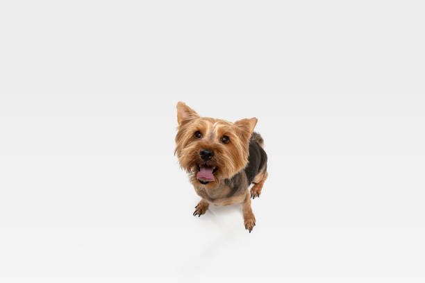 istock Studio shot of yorkshire terrier dog isolated on white studio background 1208334364