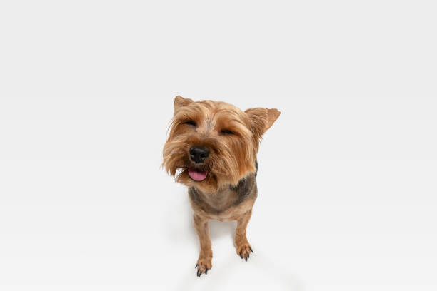 istock Studio shot of yorkshire terrier dog isolated on white studio background 1208334369