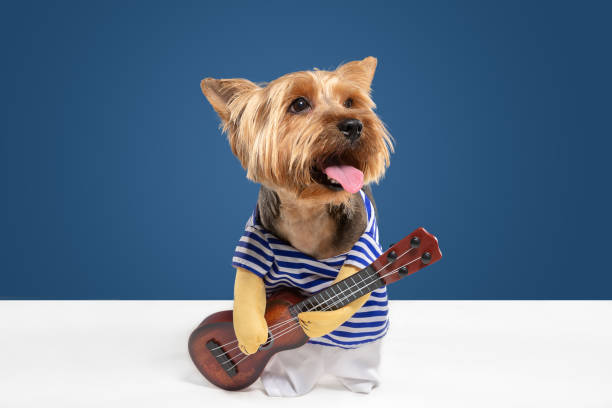 istock Studio shot of yorkshire terrier dog isolated on white studio background 1208334377