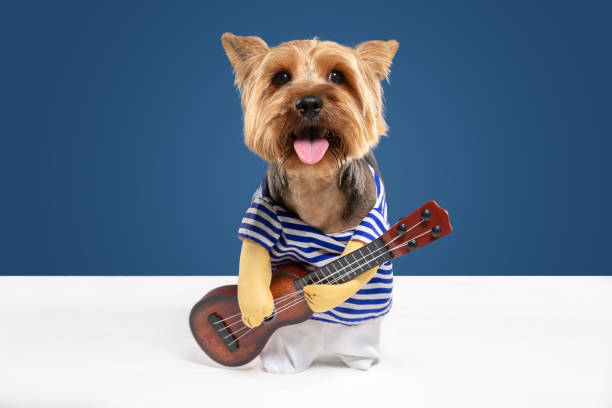 istock Studio shot of yorkshire terrier dog isolated on white studio background 1208334387