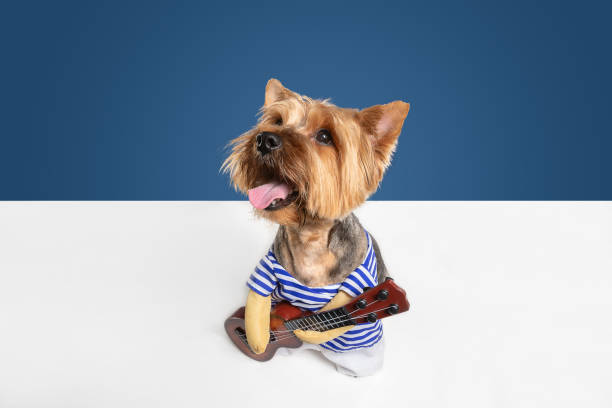 istock Studio shot of yorkshire terrier dog isolated on white studio background 1208334401