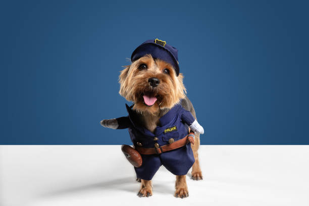 istock Studio shot of yorkshire terrier dog isolated on white studio background 1208334404