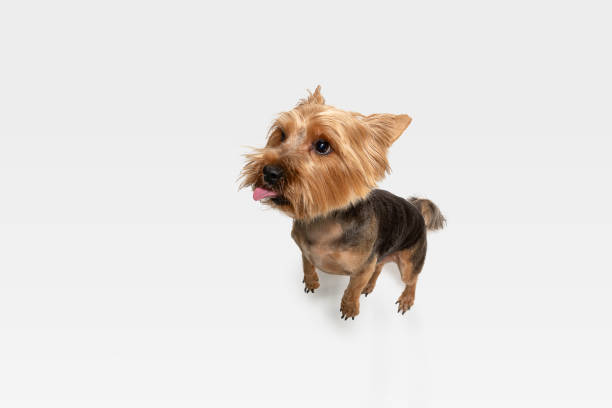 istock Studio shot of yorkshire terrier dog isolated on white studio background 1208334407