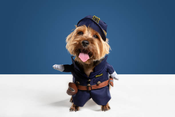 istock Studio shot of yorkshire terrier dog isolated on white studio background 1208334435