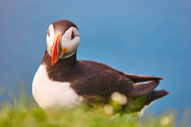 istock Puffin on Mykines cliffs and atlantic ocean. Faroe birdlife 1208335554