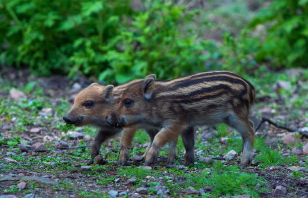 istock Wild boar rookies 1208335998