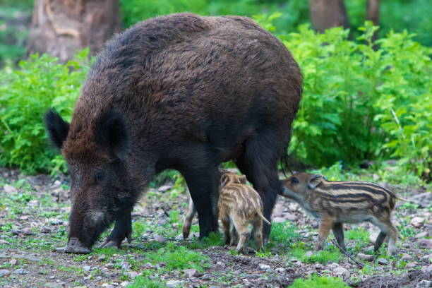 Wild boar