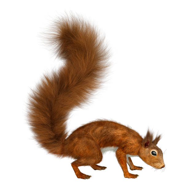 istock 3D illustration European red squirrel on white 1208336305