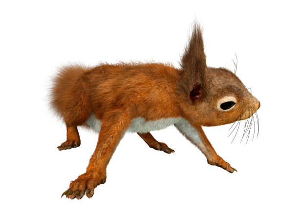 istock 3D illustration European red squirrel on white 1208336854