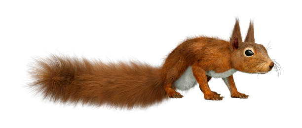 istock 3D illustration European red squirrel on white 1208336877