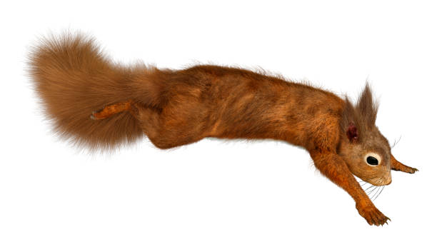 10,500+ Squirrel Cut Out Stock Photos, Pictures & Royalty-Free Images