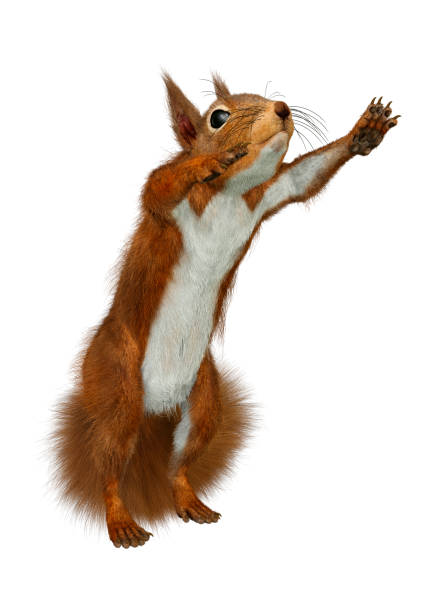 ilustração 3d esquilo vermelho europeu em branco - red squirrel vulgaris animal - fotografias e filmes do acervo