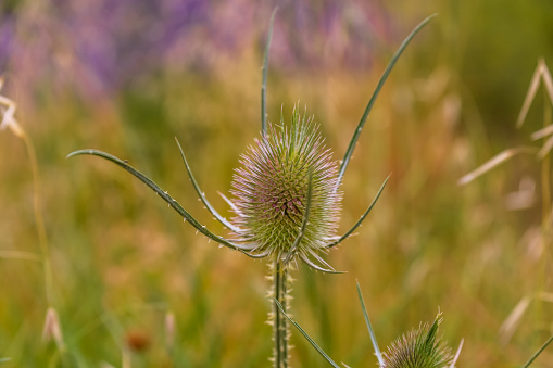 Sharp focus on thistle in defocused green field