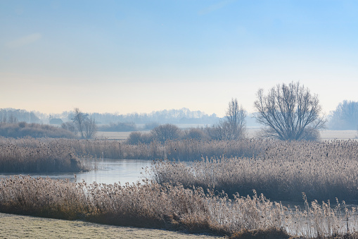 Frosty winter landscape during an early sunny morning with frozen meadows and frost on the trees and reed.