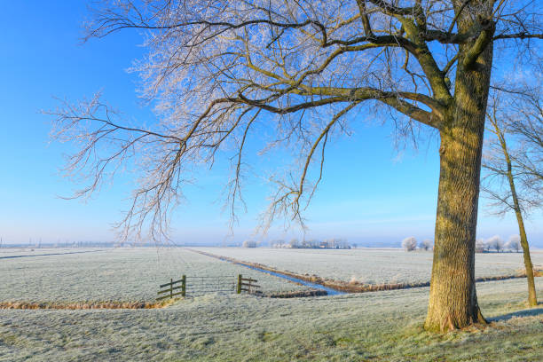 Frosty winter landscape during an early sunny morning with frozen meadows and frost on the trees and reed.