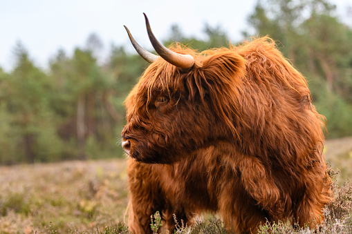 Portrait of a Scottish Highland cattle. The Scottish Highlanders are used in the nature conservation of the Veluwe to ensure that heather areas do not grow densely. The Highlander grazes undisturbed during a rain shower.