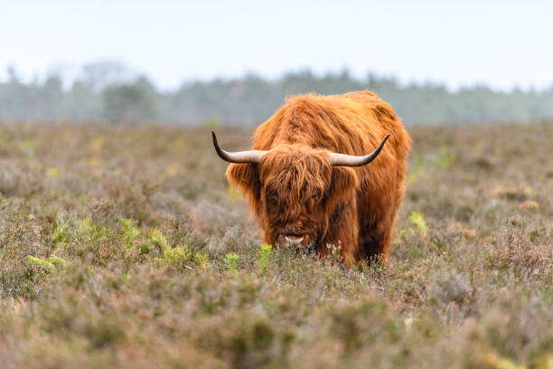 Scottish Highlander Cow Horns - Free photo on Pixabay