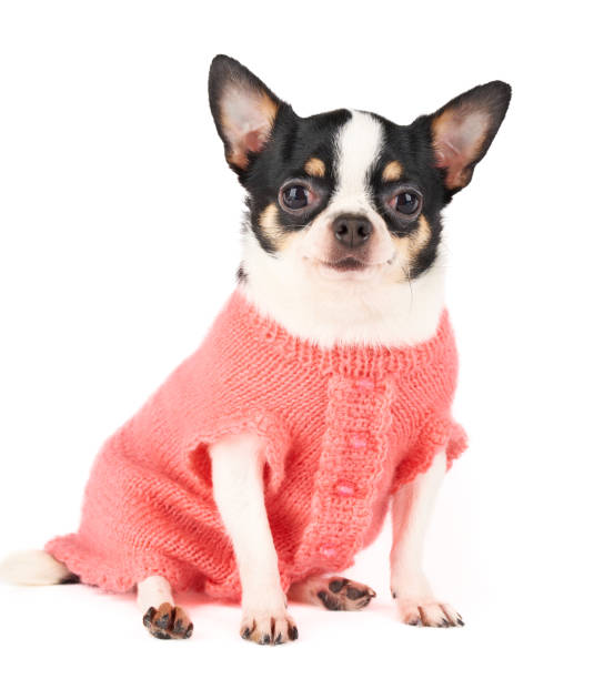 istock Cute dog in knitted pink vest 1208340373