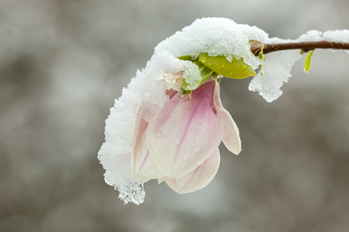 Close-up of a flowering magnolia covered with snow.