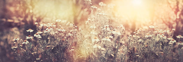 istock Wild chamomile flowering in meadow, beauty nature in spring 1208341536