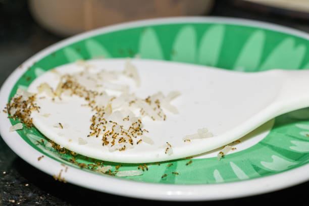 istock Ants come to a spoon to scoop rice. 1208341802
