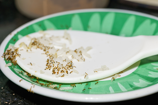 Ants come to carry steamed rice that is attached to the rice spoon.