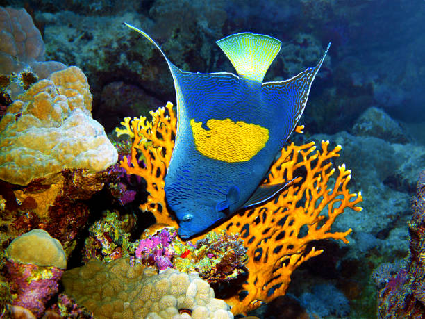 Angelfish poses very picturesque in front of a fire coral for this underwater photography. A dive in the Red Sea - Egypt The underwaterpic shows a Yellowbar angelfish (Pomacanthus maculosus, Arabischer Kaiserfisch) who does not feel disturbed and poses in a very nice manner. An underwaterphotography taken by Ute Niemann at a divespot near Safaga | Red Sea | Egypt angelfish photos stock pictures, royalty-free photos & images