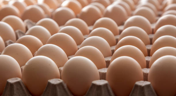 만화 컨테이너에 갈색 계란 - food processing plant poultry chicken raw 뉴스 사진 이미지