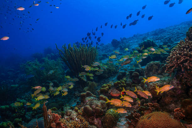 istock Caribbean coral garden 1208343568