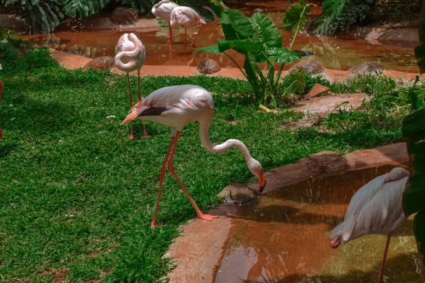 istock Rose flamingos in Hainan China 1208345802