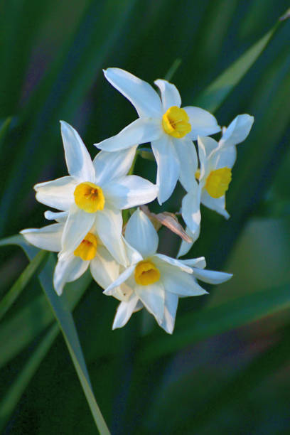 narcisse tazetta / narcisse paperwhite - flower winter narcissus daffodil yellow photos et images de collection