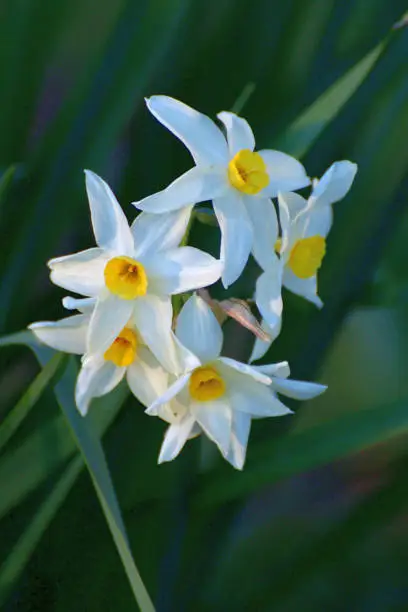 A vigorous, multi-flowering strain with several stems per bulb, fragrant Narcissus tazetta creates lush, full display with two to twenty flowers with spreading petals per stout stem. Narcissus tazetta is also known as paperwhite, Narcissus, Jonquil and polyanthus narcissus.