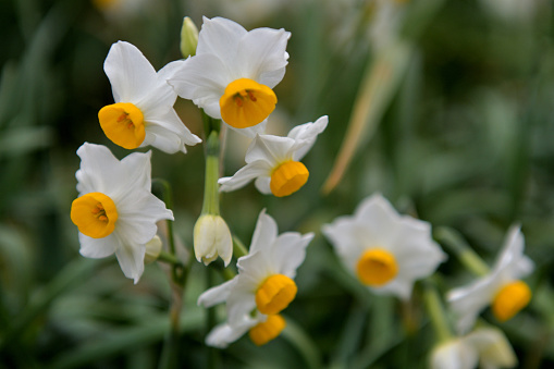 Narcissus tazetta / Paperwhite narcissus