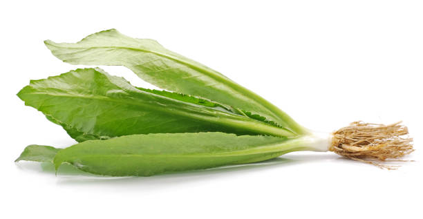 istock Culantro or Sawtooth Coriander isolated on white background 1208346875
