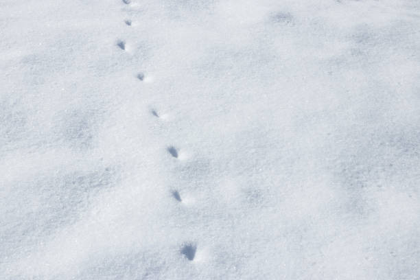 Fresh animal tracks on white snow.