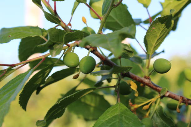 istock green unripe plums close-up on a tree branch 1208349201