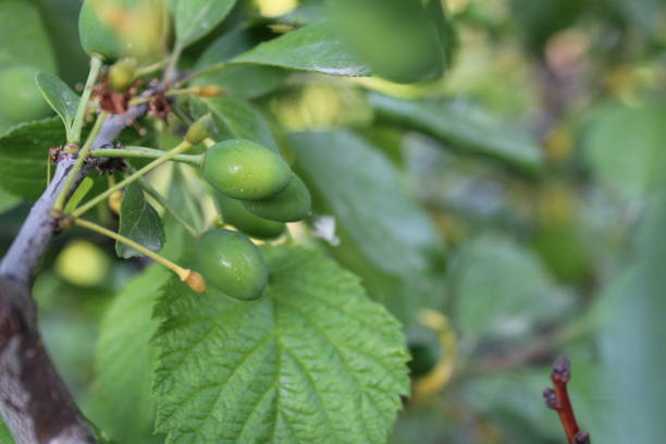 istock green unripe plums close-up on a tree branch 1208349208
