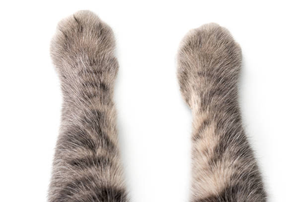 patas de gato sobre fondo blanco - paw fotografías e imágenes de stock