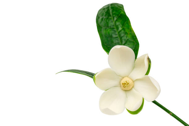 white magnolia flower on isolated background. - magnolia southern usa white flower imagens e fotografias de stock