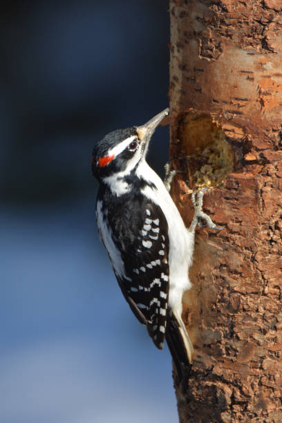 istock Hairy Woodpecker 1208350326
