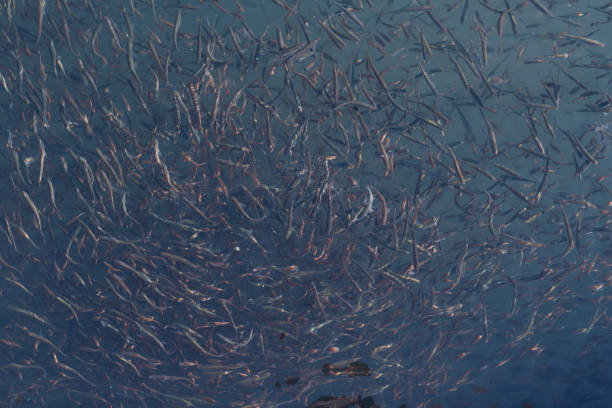 istock large flock of fish in the water. 1208350748