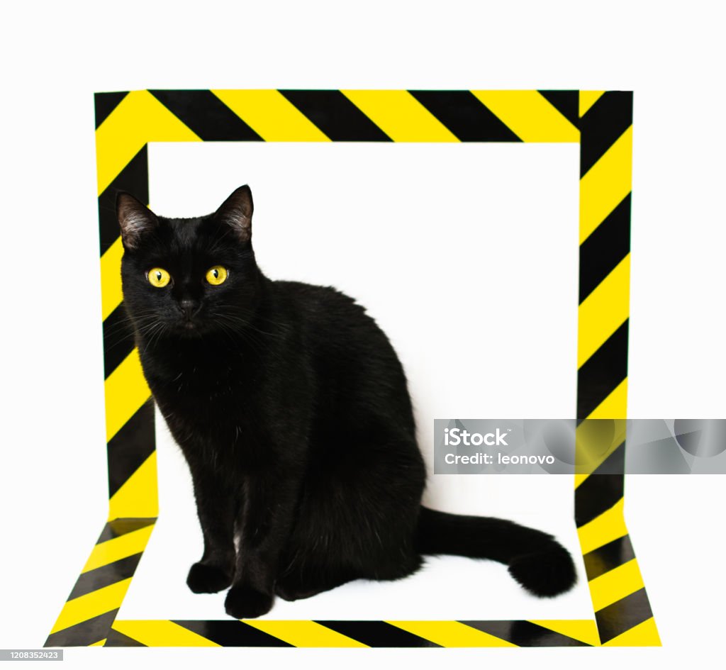 Mèo Đen Bị Cô Lập Bằng Băng Tín Hiệu Đen Và Vàng Hình Ảnh Khái ...