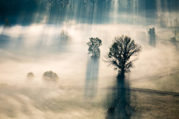 istock Fog shrouds the vegetation 1208352971