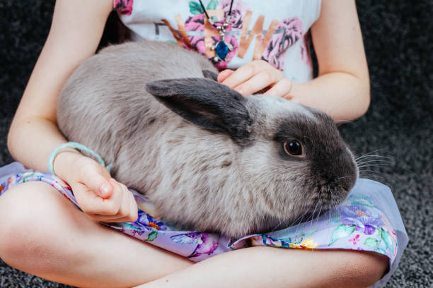 istock A Lop Rabbit With A Little Girl 1208353714