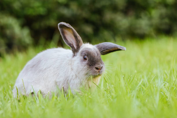 istock A Lop Rabbit Outside in Long Grass 1208353815